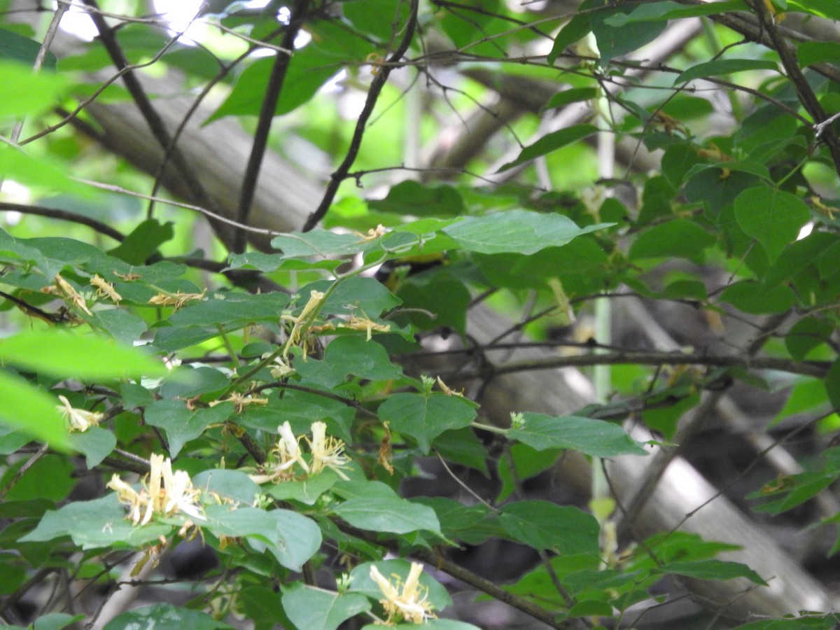 Magnolia Warbler - ML618729743