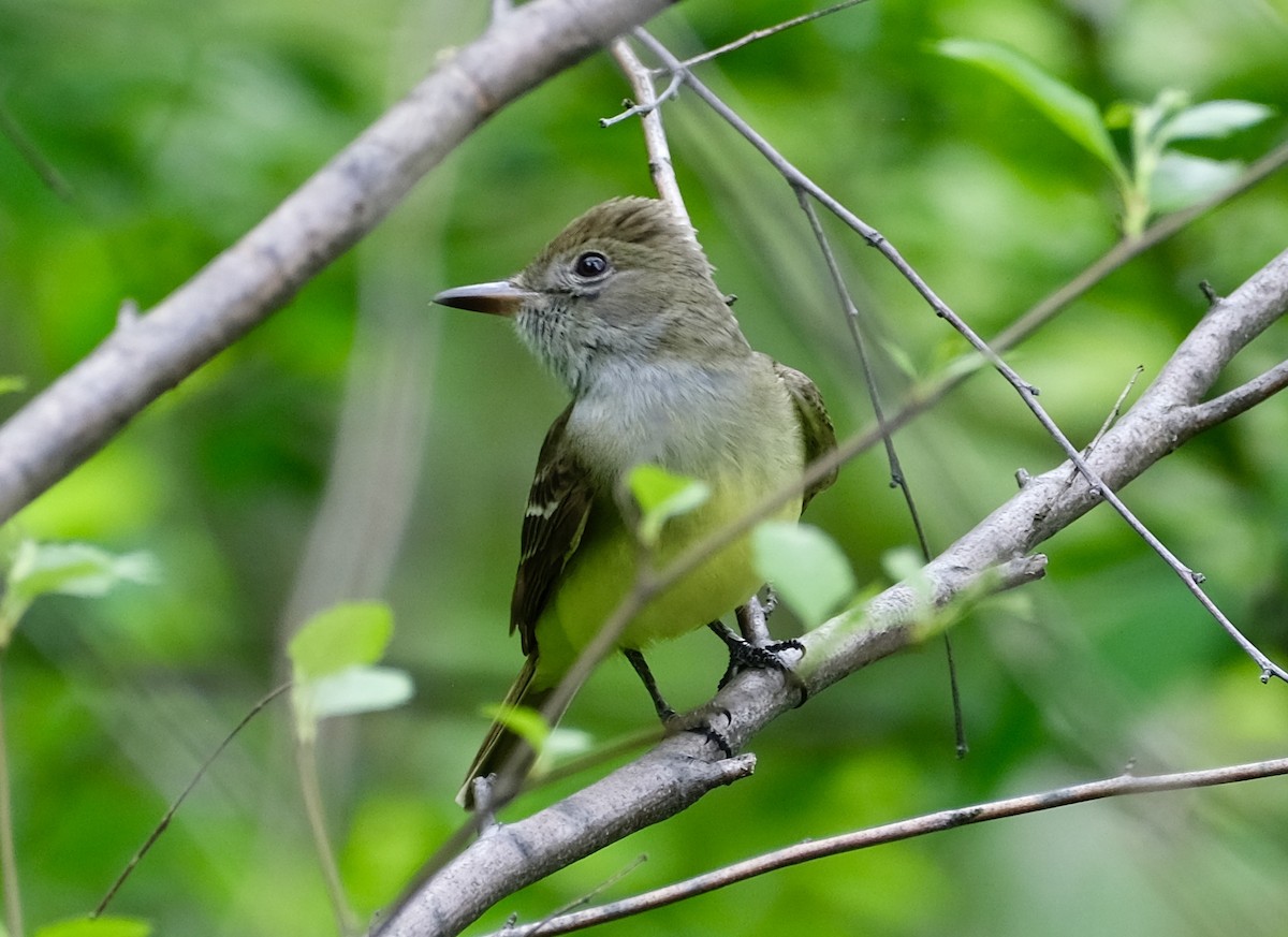 Great Crested Flycatcher - ML618729754