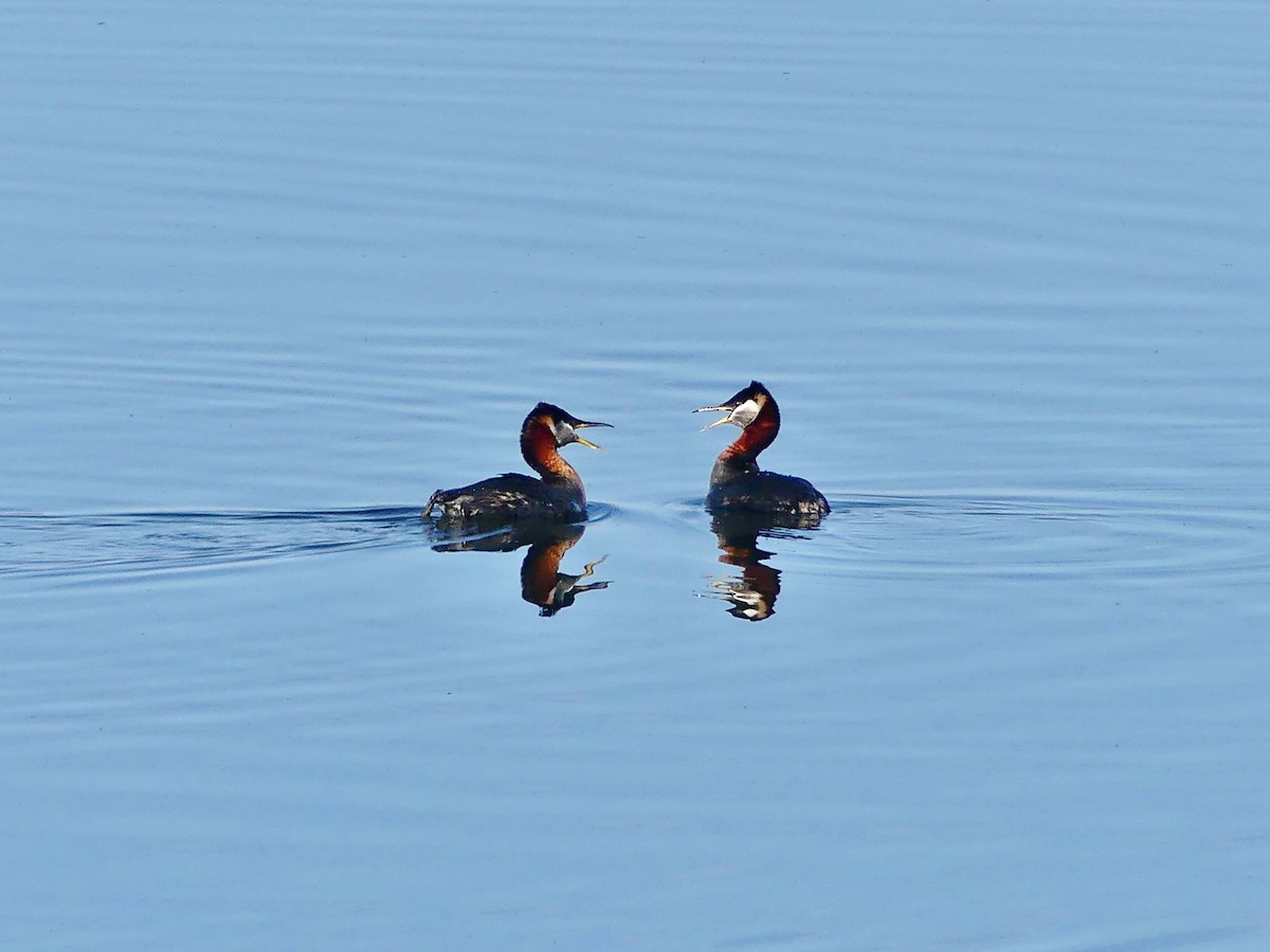 Red-necked Grebe - ML618729784