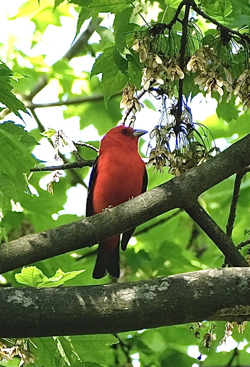 Scarlet Tanager - ML618729802