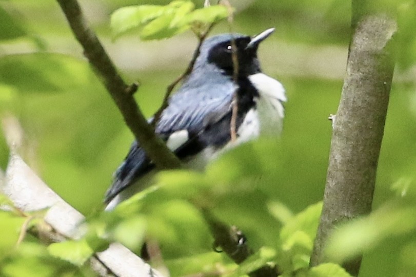 Black-throated Blue Warbler - ML618729810