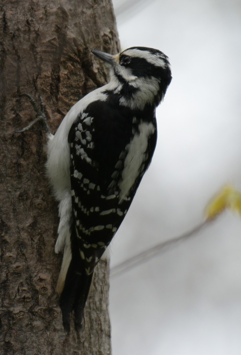 Hairy Woodpecker - ML618729836