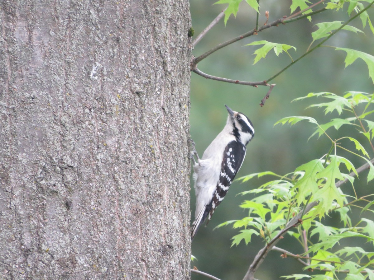 Downy Woodpecker (Eastern) - ML618729855