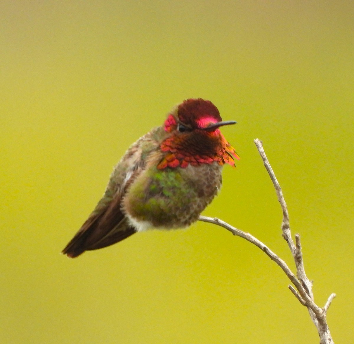 Anna's Hummingbird - ML618729864