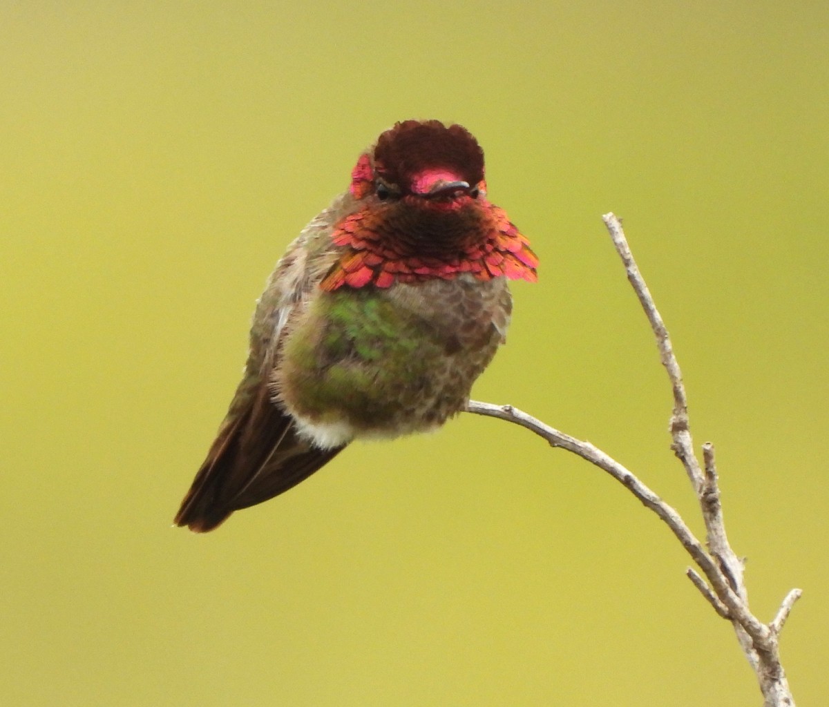 Anna's Hummingbird - ML618729865