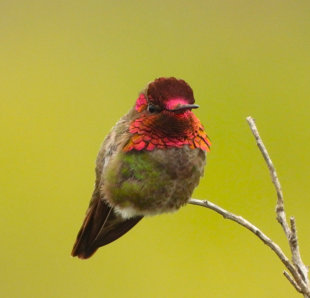 Anna's Hummingbird - ML618729866