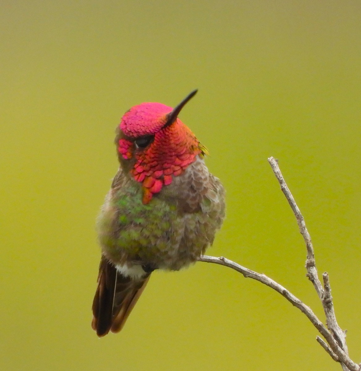 Anna's Hummingbird - ML618729867