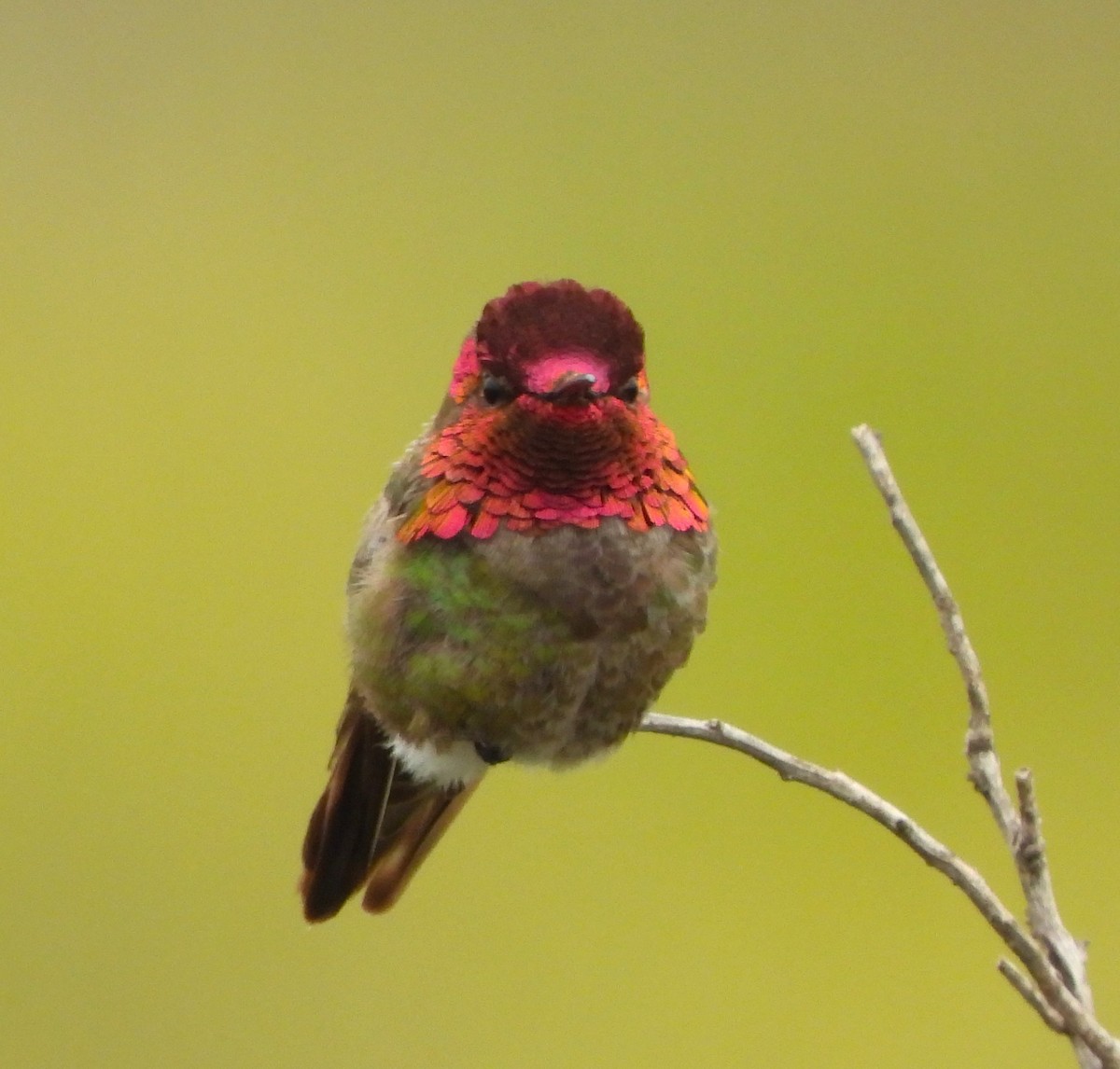 Anna's Hummingbird - ML618729868