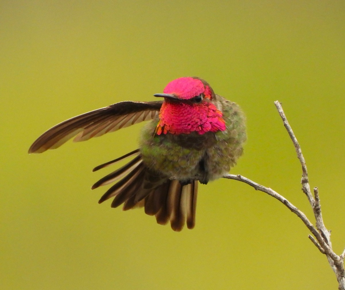Anna's Hummingbird - ML618729869