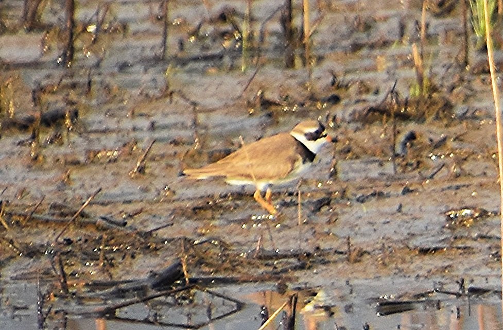 Semipalmated Plover - ML618729871
