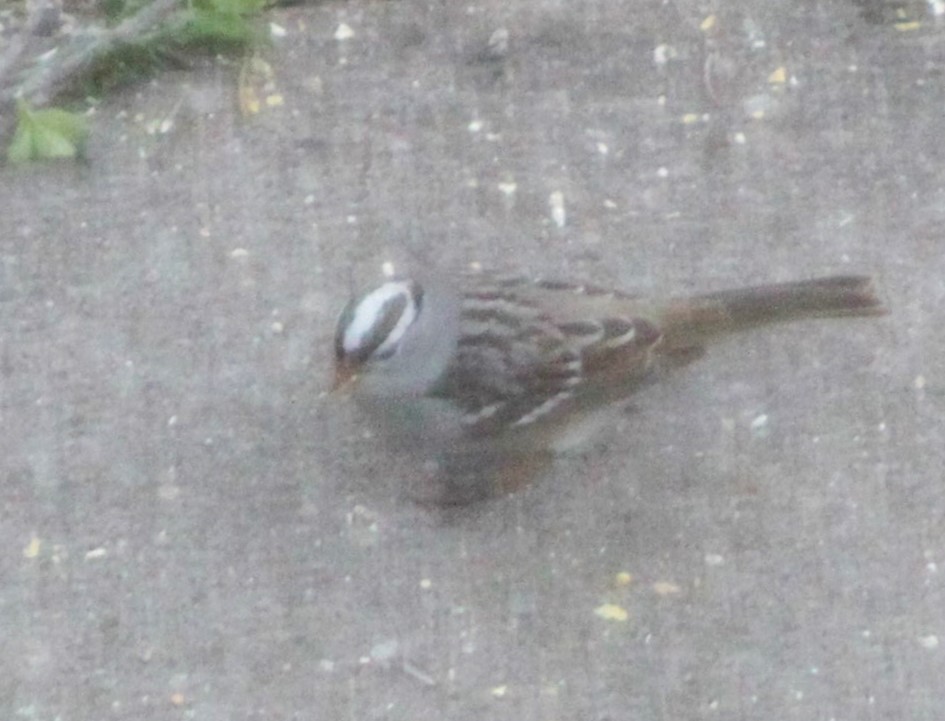 White-crowned Sparrow - ML618729874