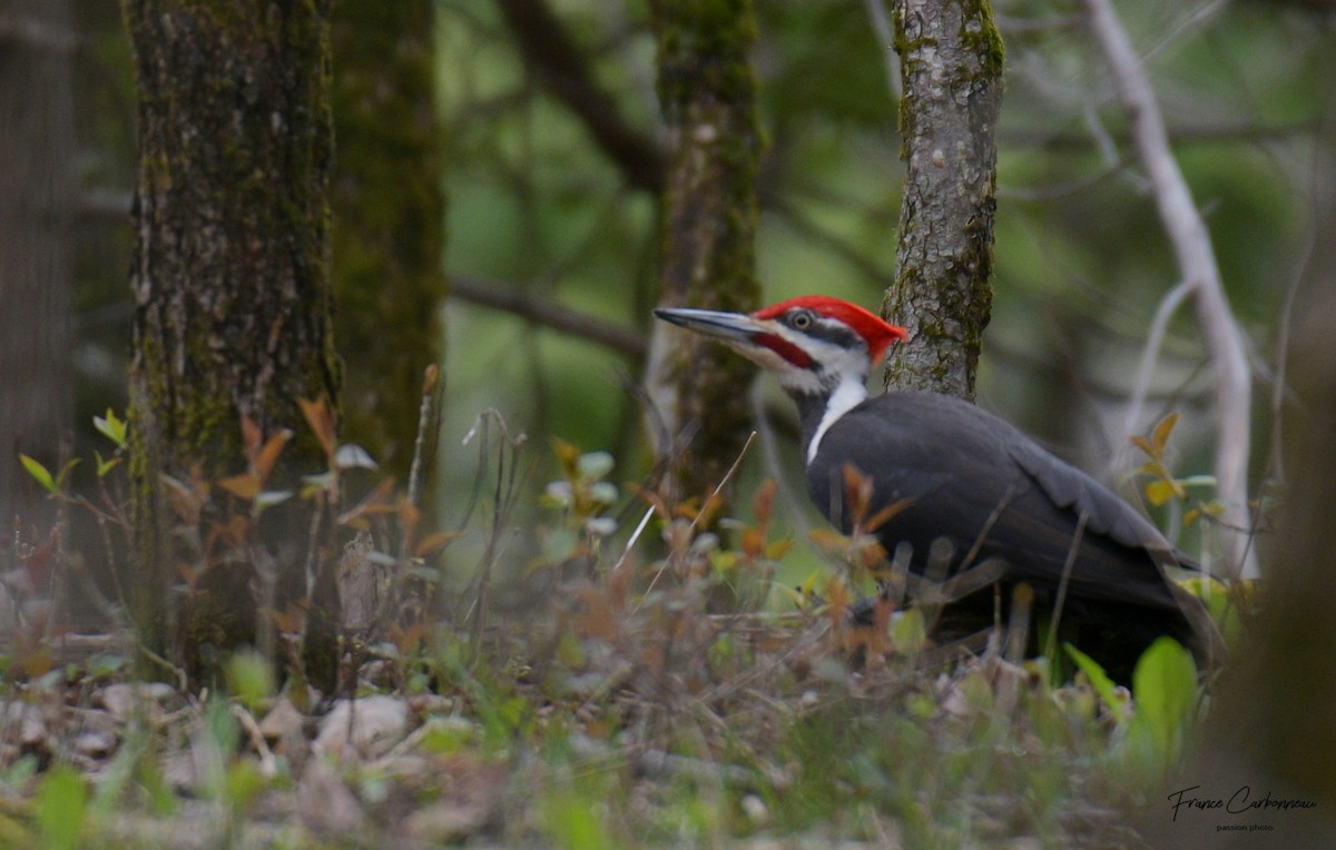 Pileated Woodpecker - France Carbonneau