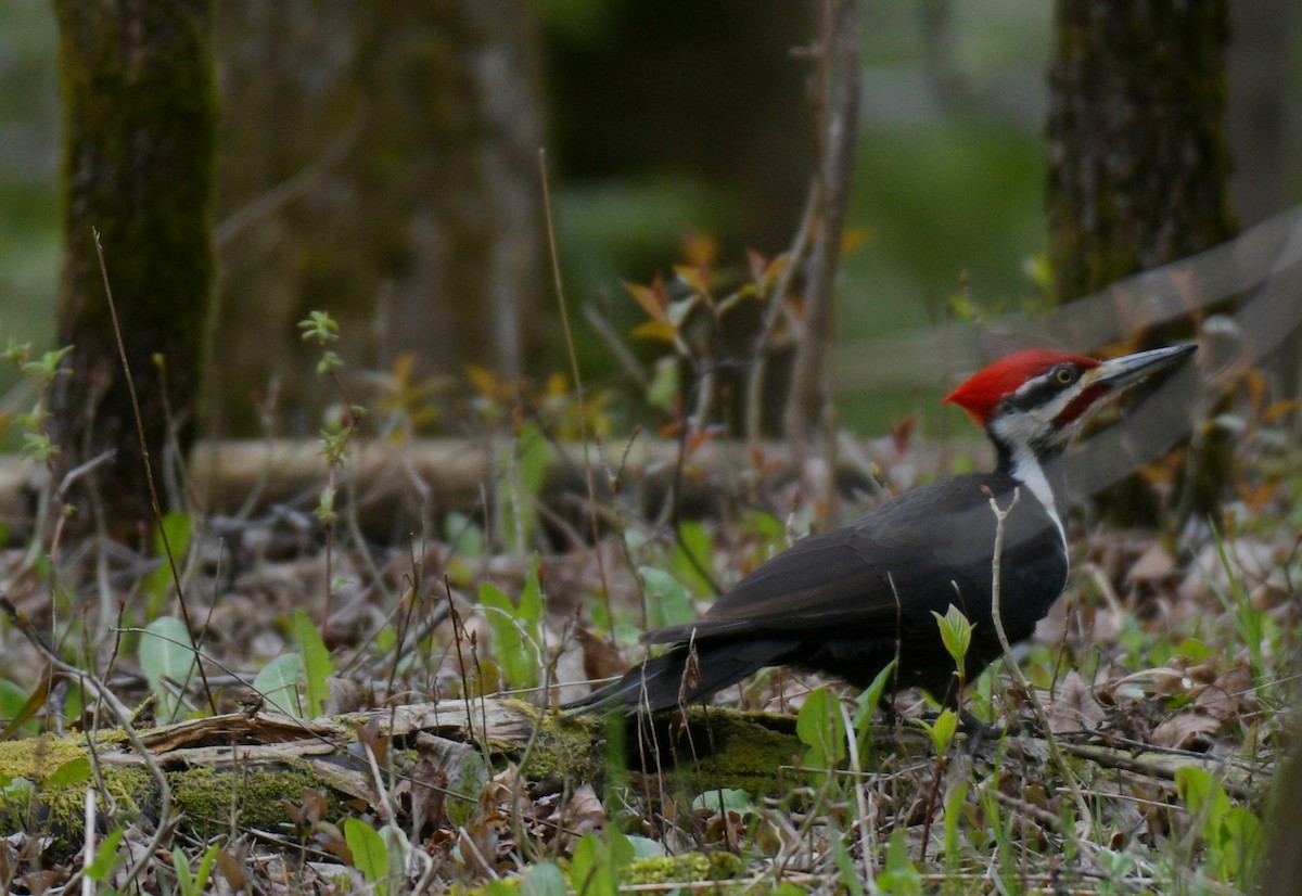 Pileated Woodpecker - ML618729878