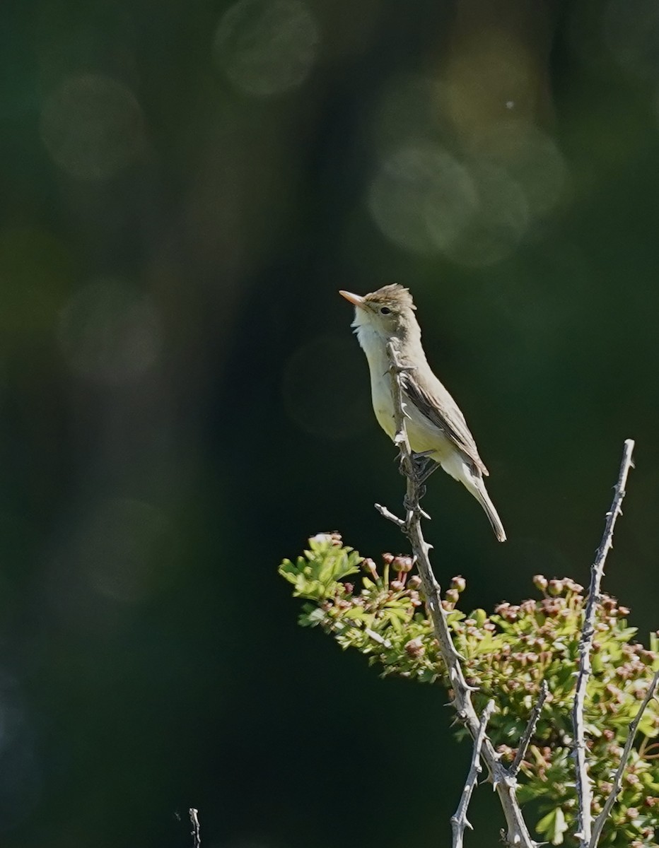 Melodious Warbler - ML618729887