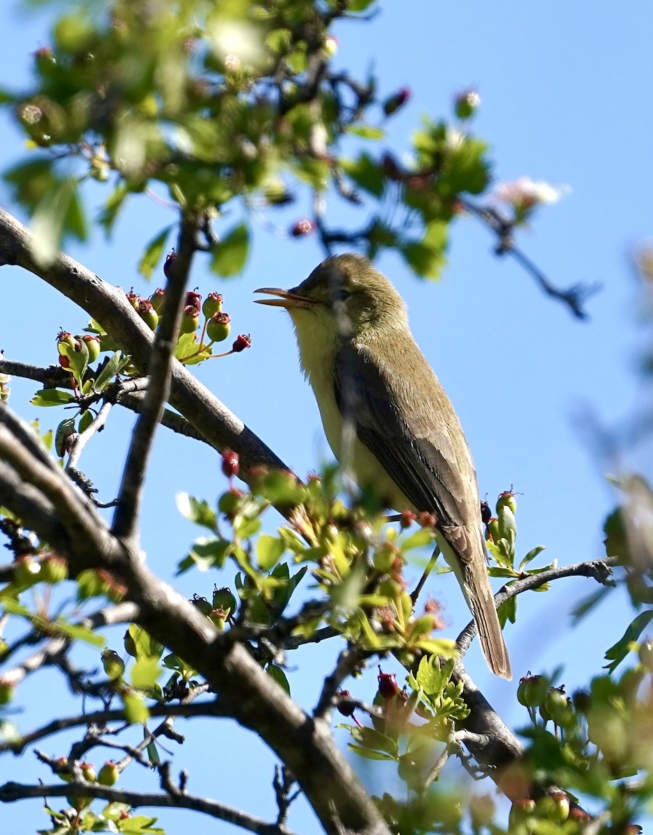 Melodious Warbler - ML618729888