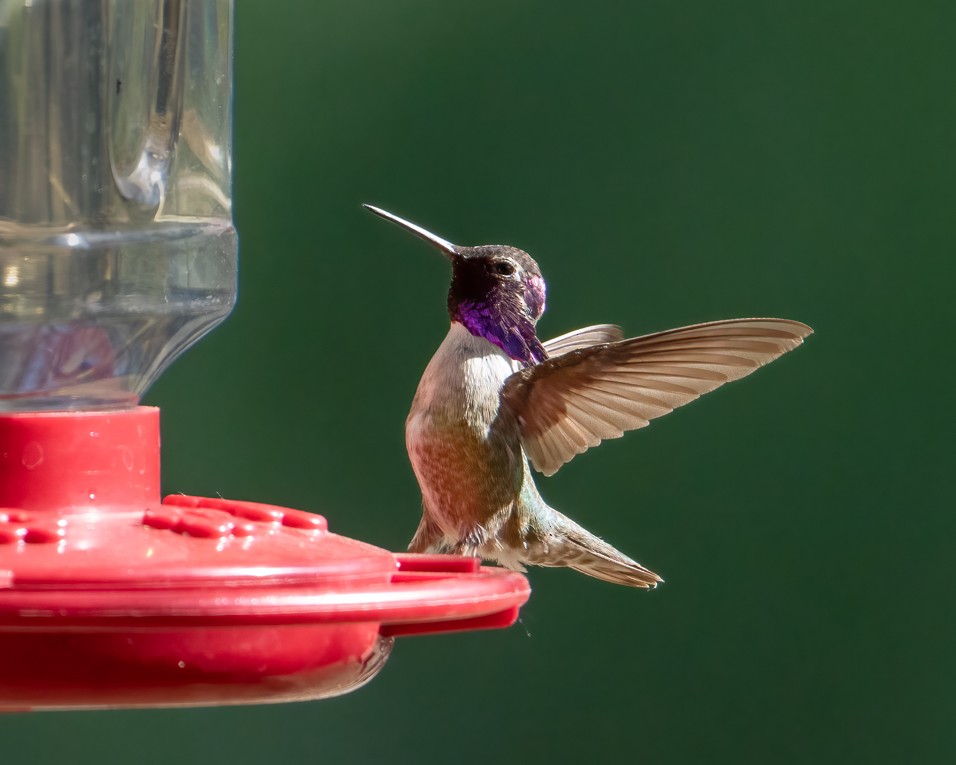 Costa's Hummingbird - ML618729889