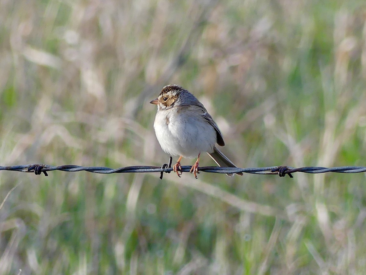 Clay-colored Sparrow - ML618729892