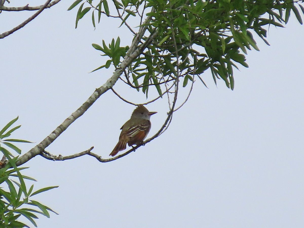 Great Crested Flycatcher - ML618729899