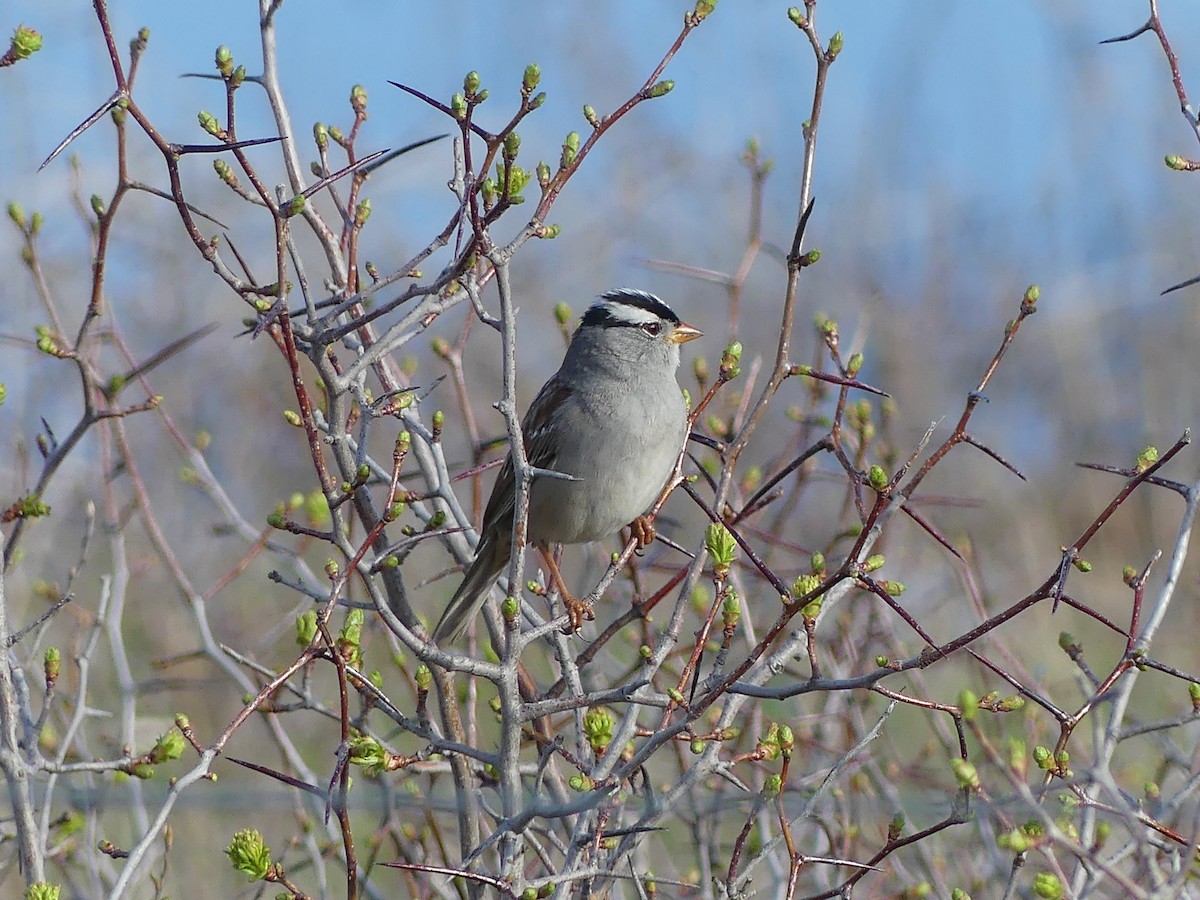 White-crowned Sparrow - ML618729904