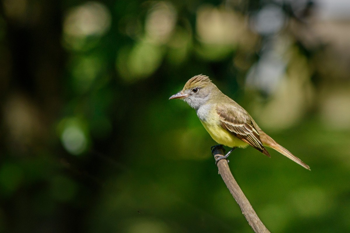 Great Crested Flycatcher - ML618729917