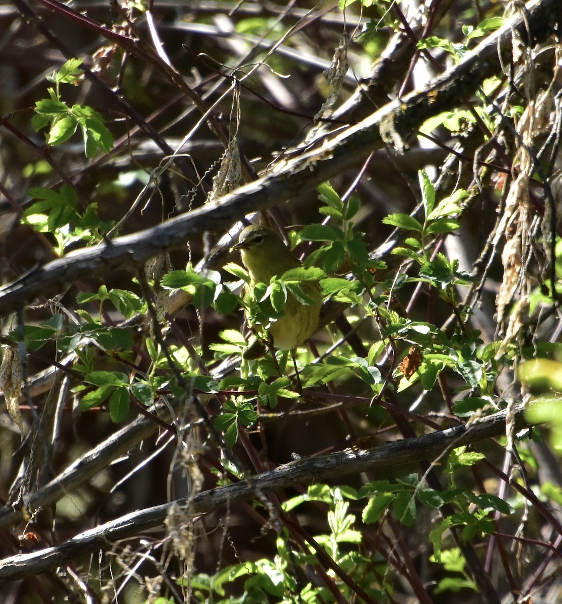 Orange-crowned Warbler - ML618729918