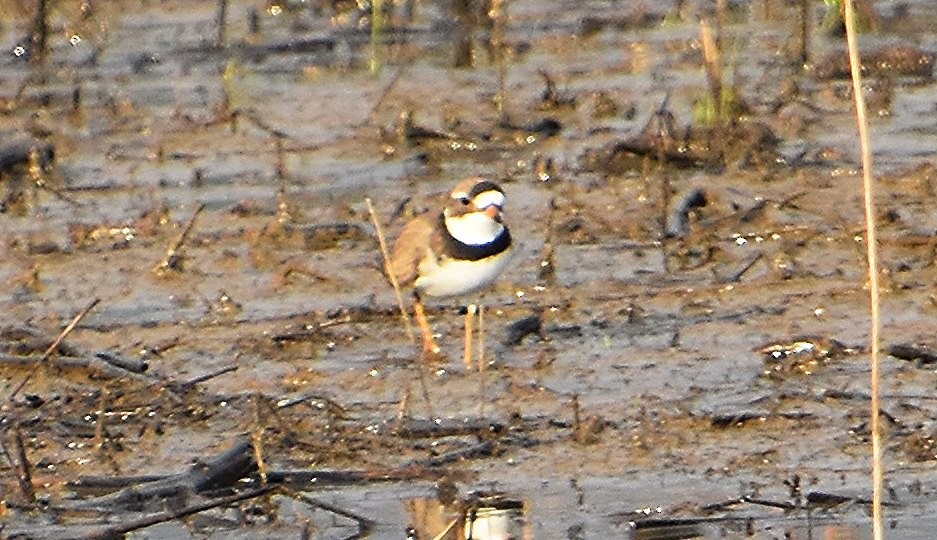 Semipalmated Plover - ML618729939