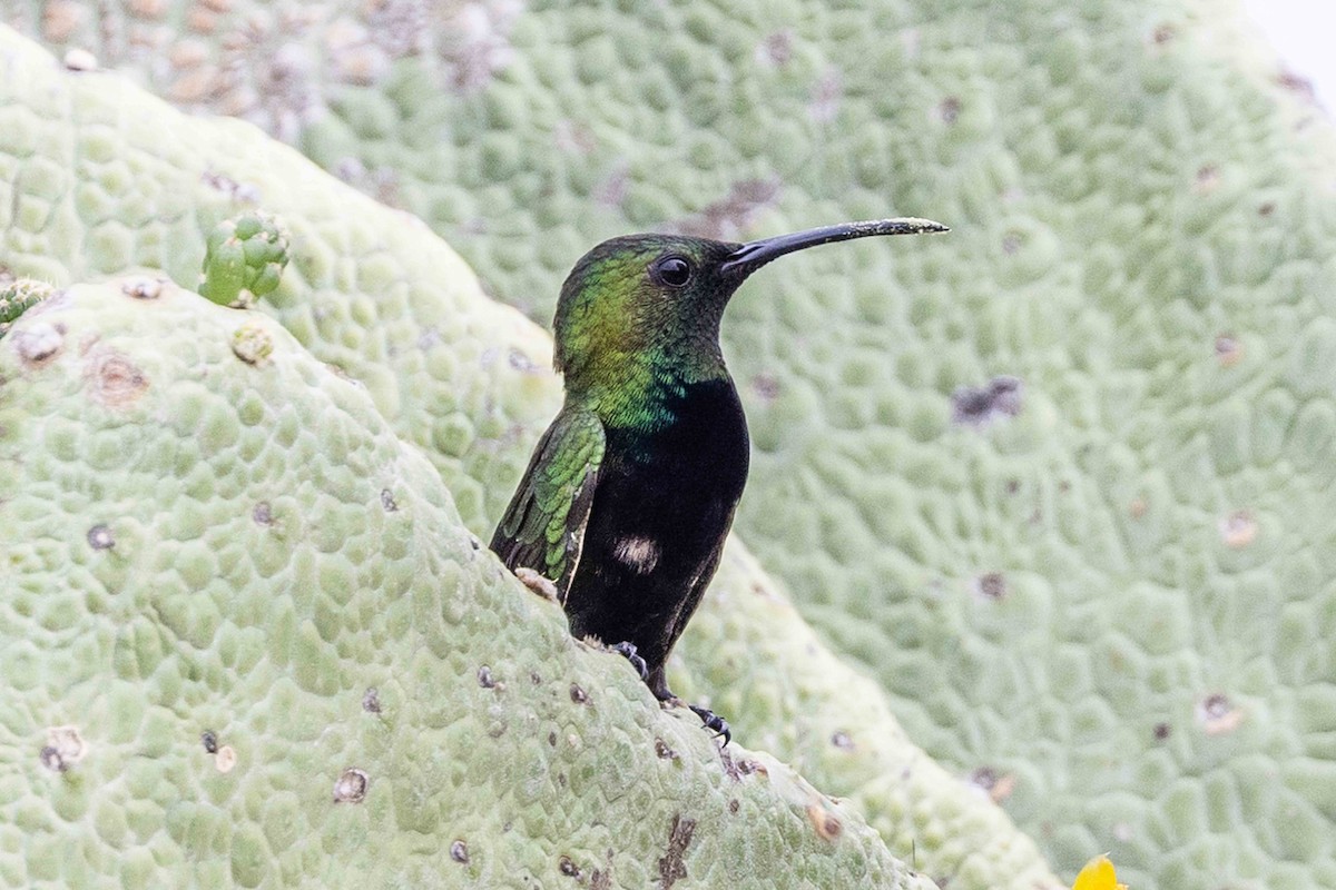 kolibřík hispaniolský - ML618729965