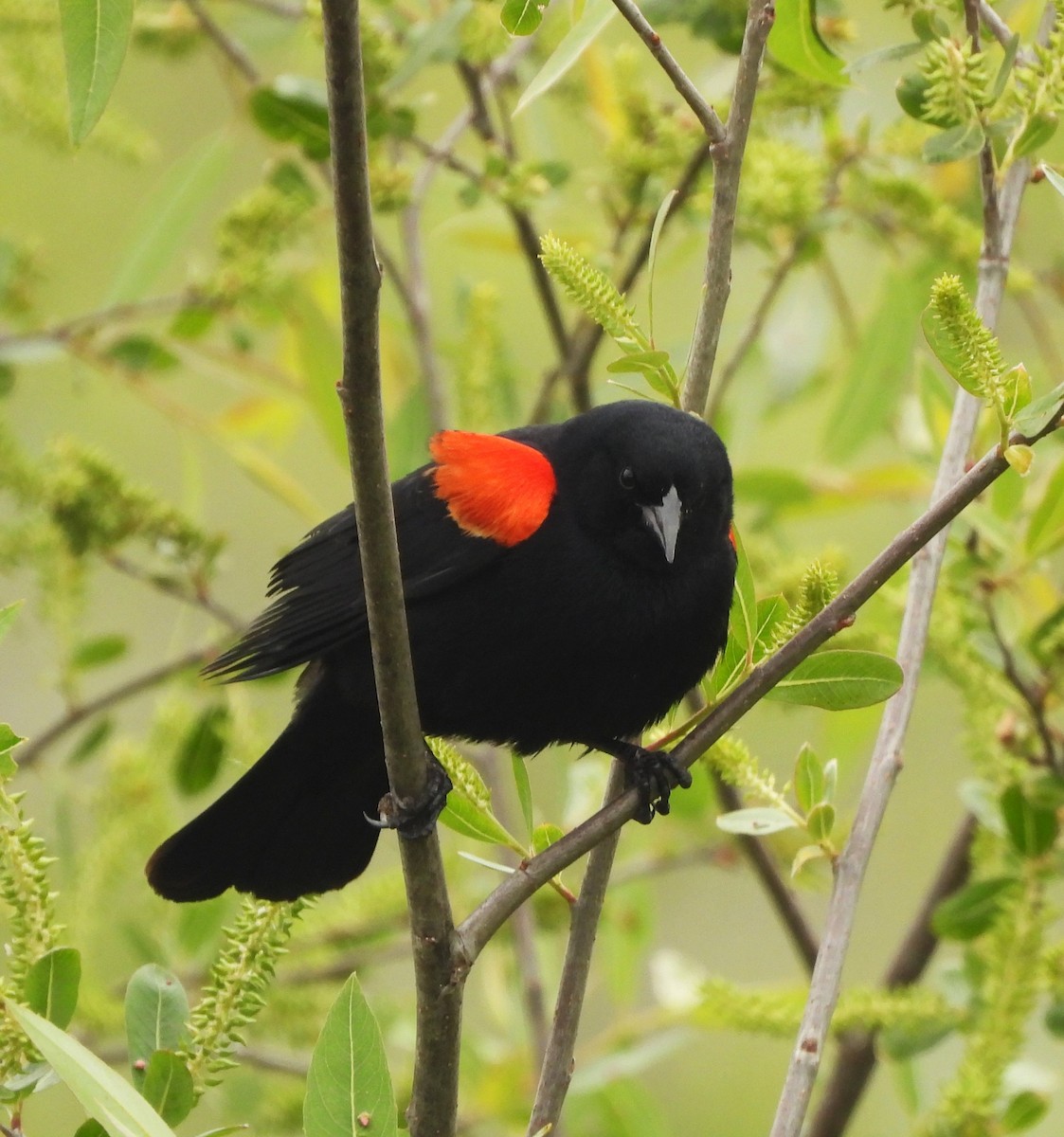 Red-winged Blackbird - ML618729986