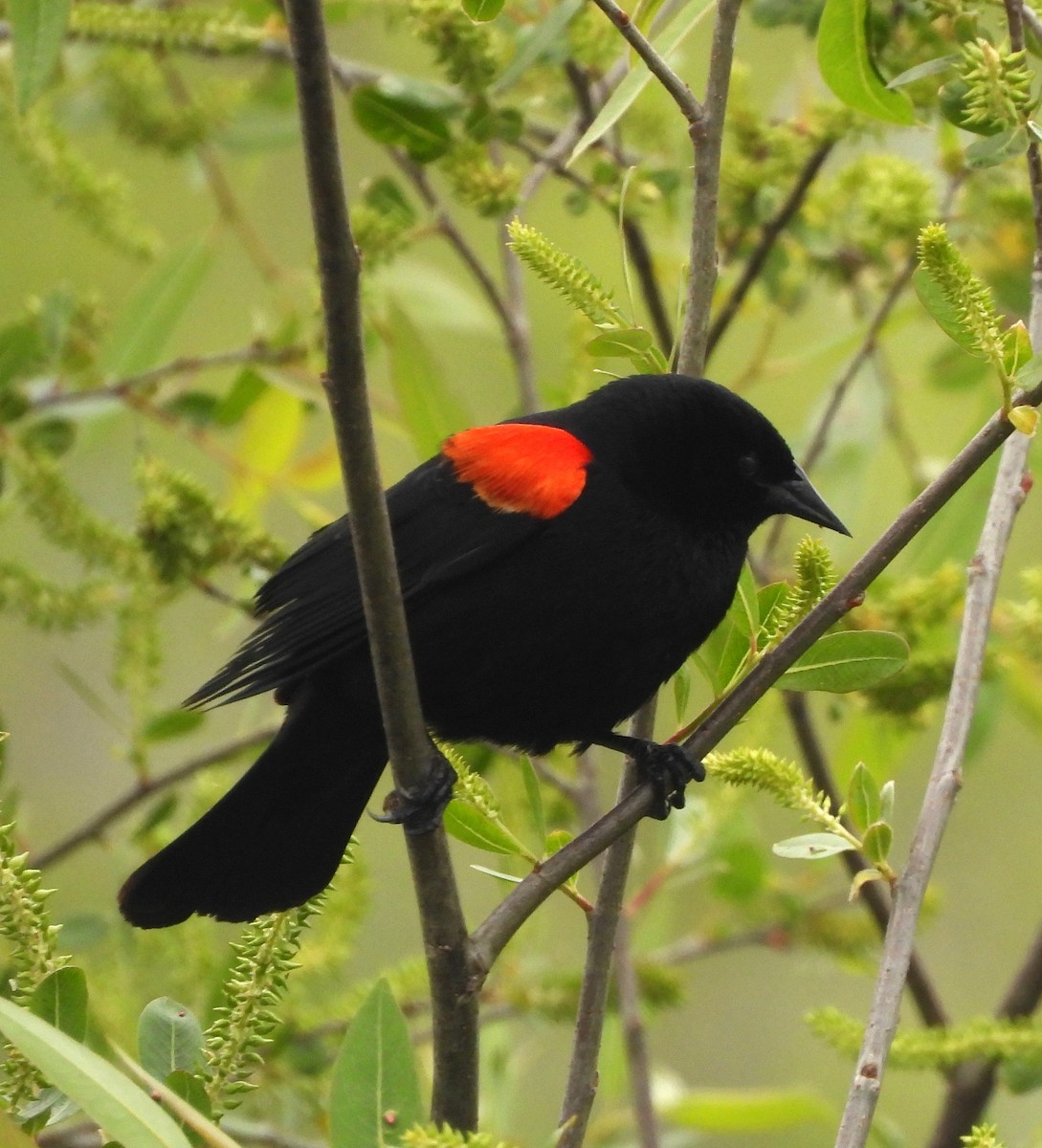 Red-winged Blackbird - ML618729987