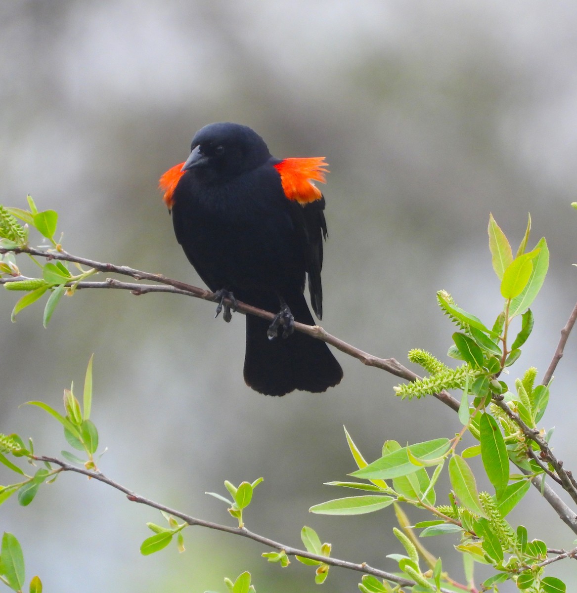 Red-winged Blackbird - ML618729988