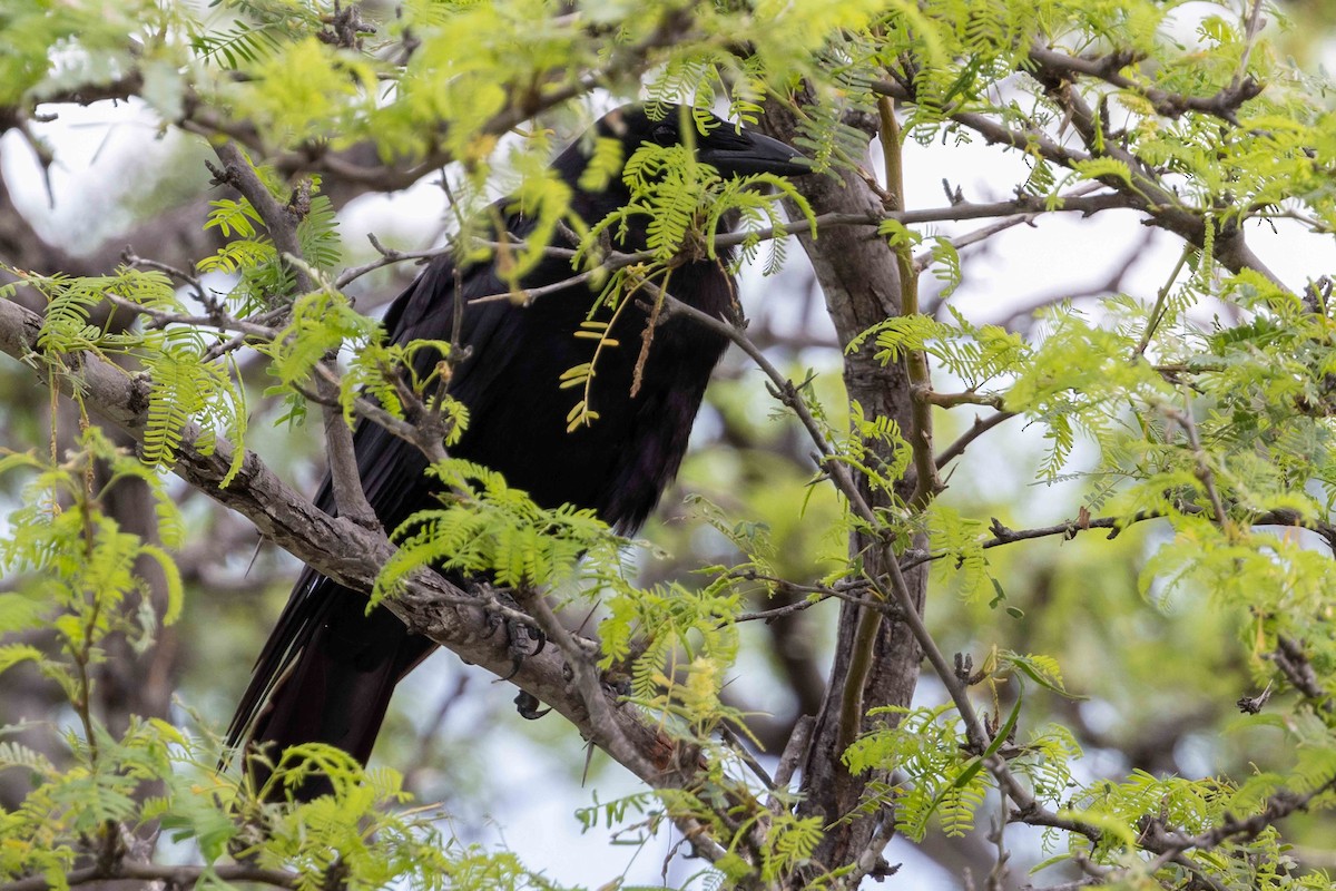 Hispaniolan Palm-Crow - ML618729998