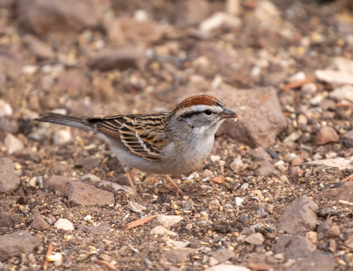 Chipping Sparrow - ML618730010