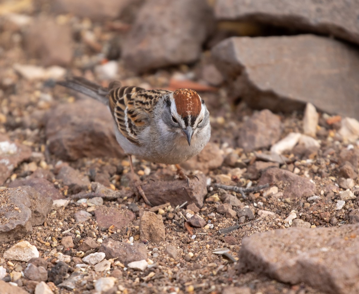 Chipping Sparrow - ML618730034