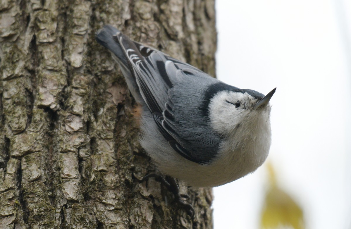 White-breasted Nuthatch - ML618730035
