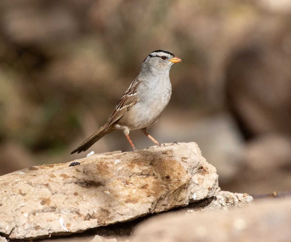White-crowned Sparrow - ML618730053