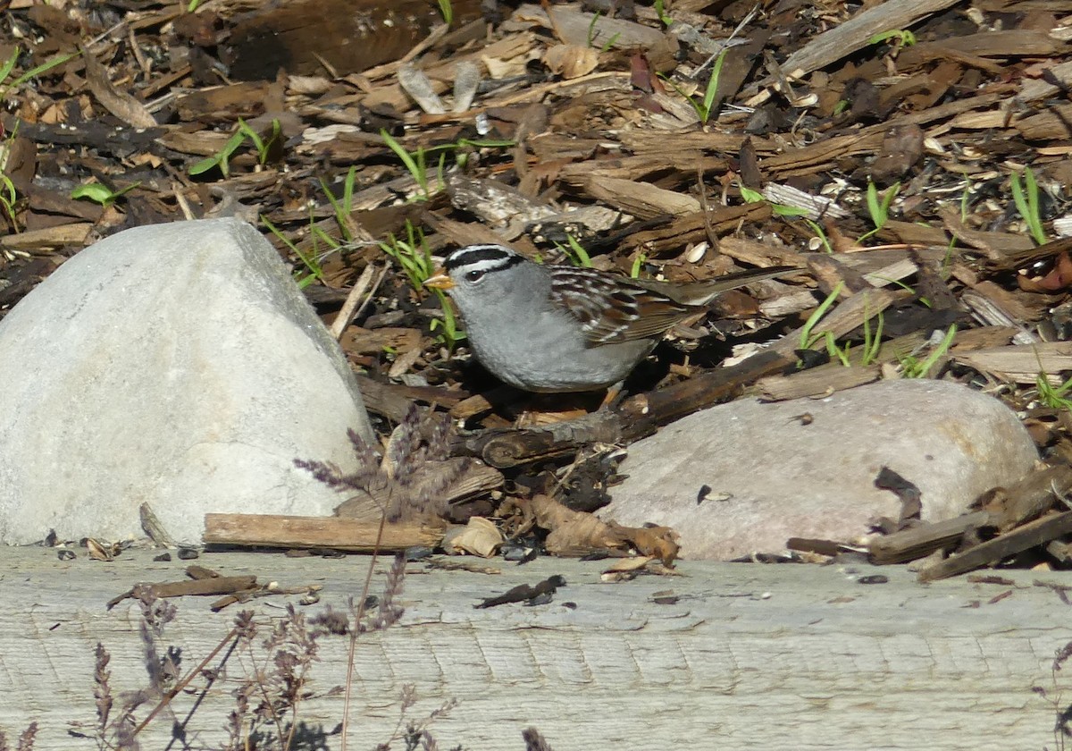 White-crowned Sparrow - ML618730093