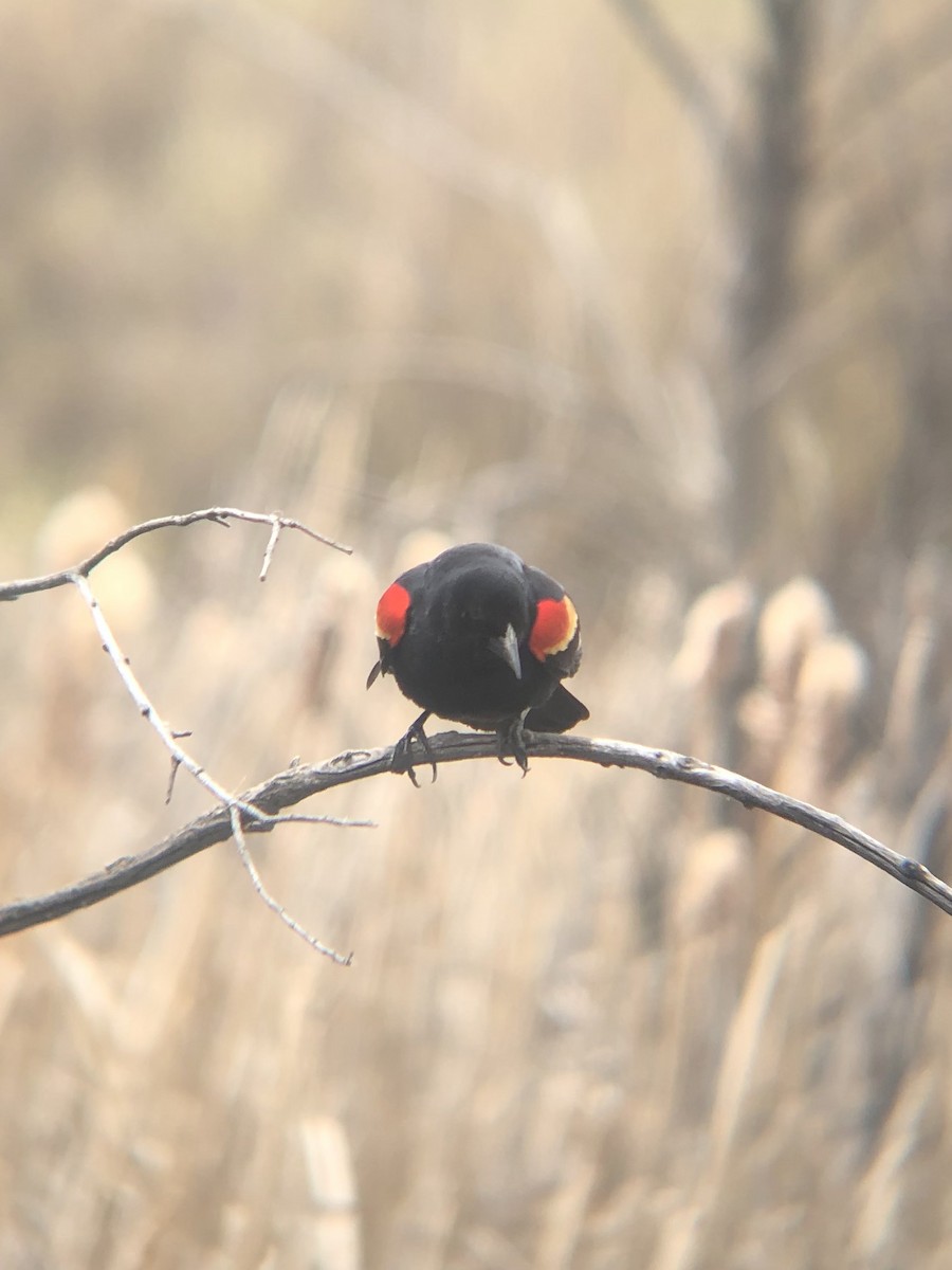 Red-winged Blackbird (Red-winged) - ML618730096