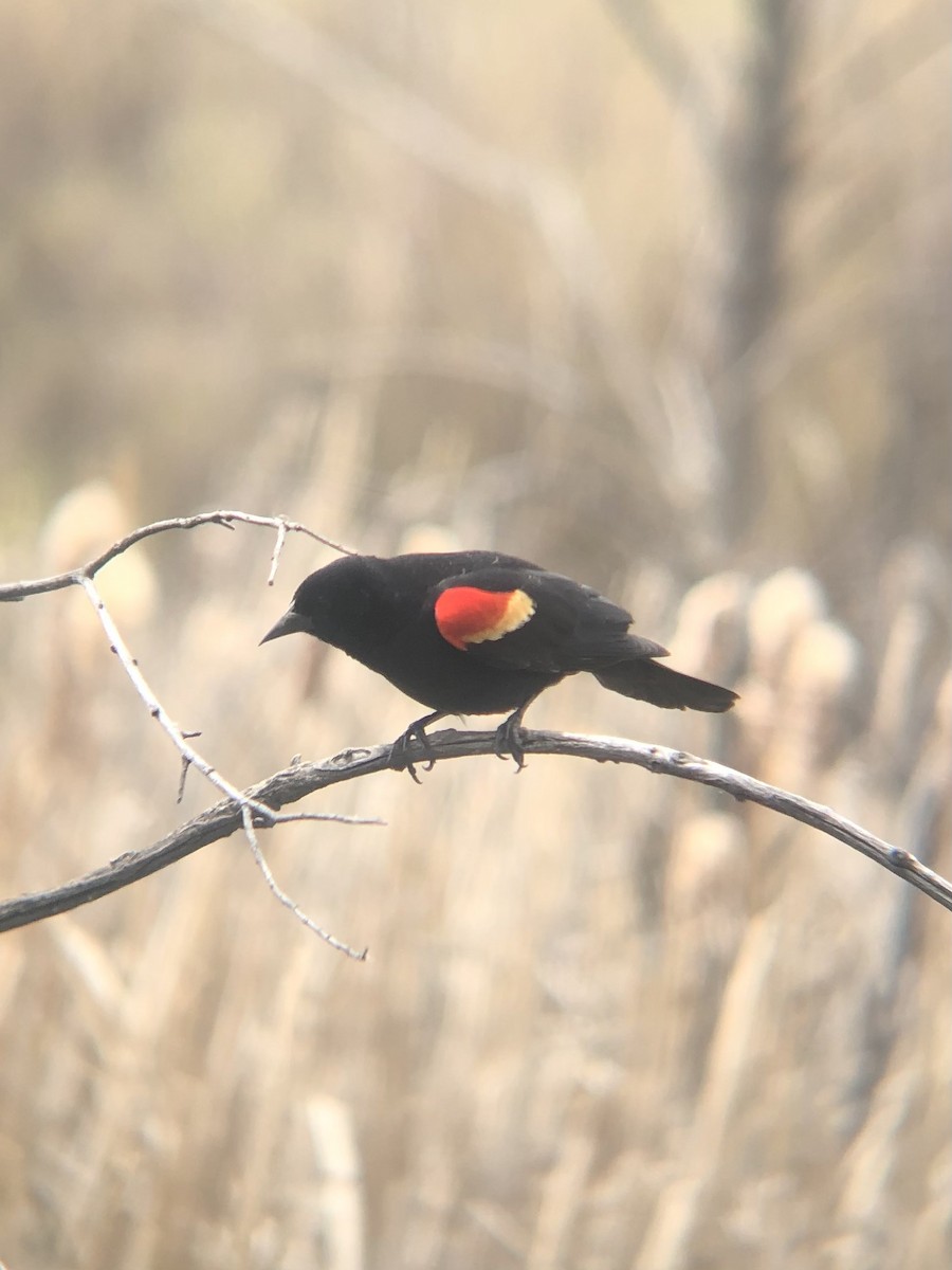 Red-winged Blackbird (Red-winged) - ML618730097