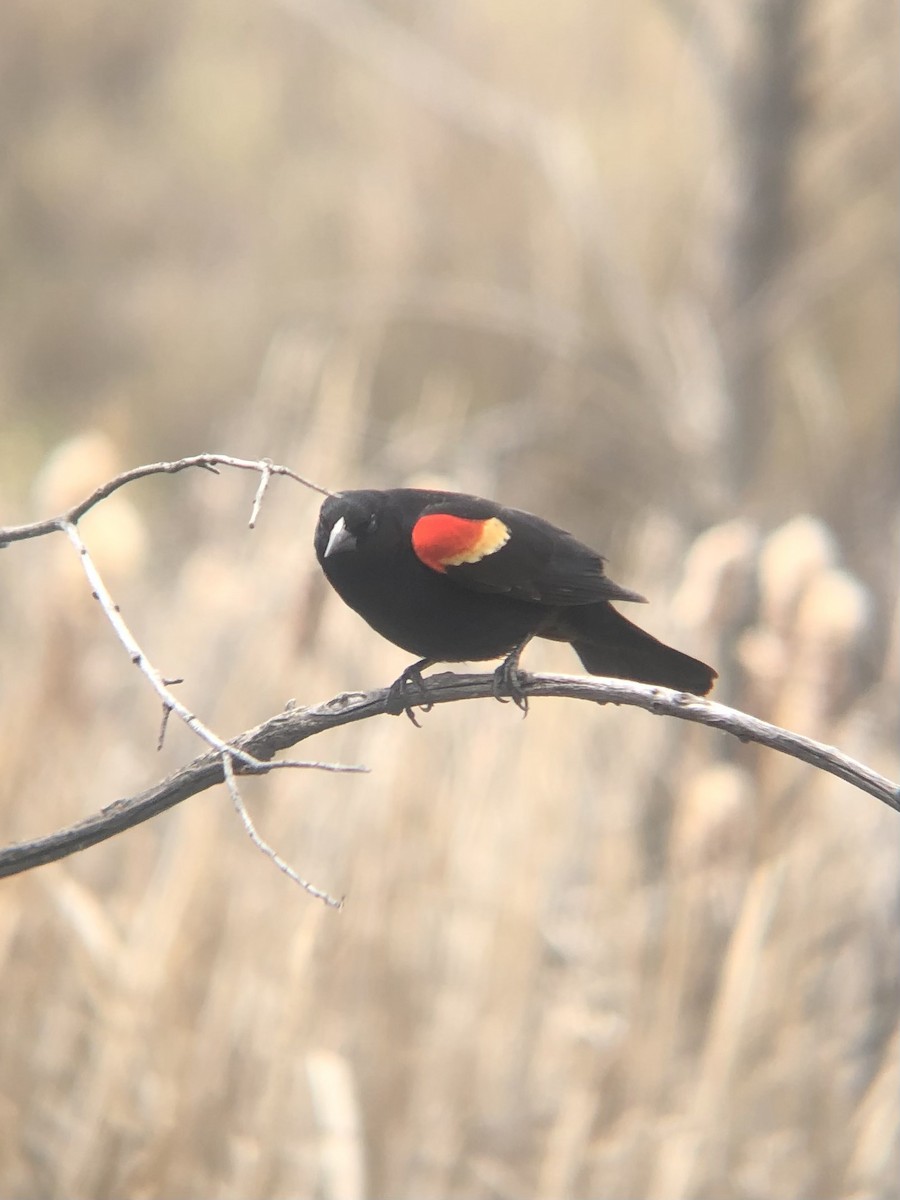 Red-winged Blackbird (Red-winged) - ML618730098