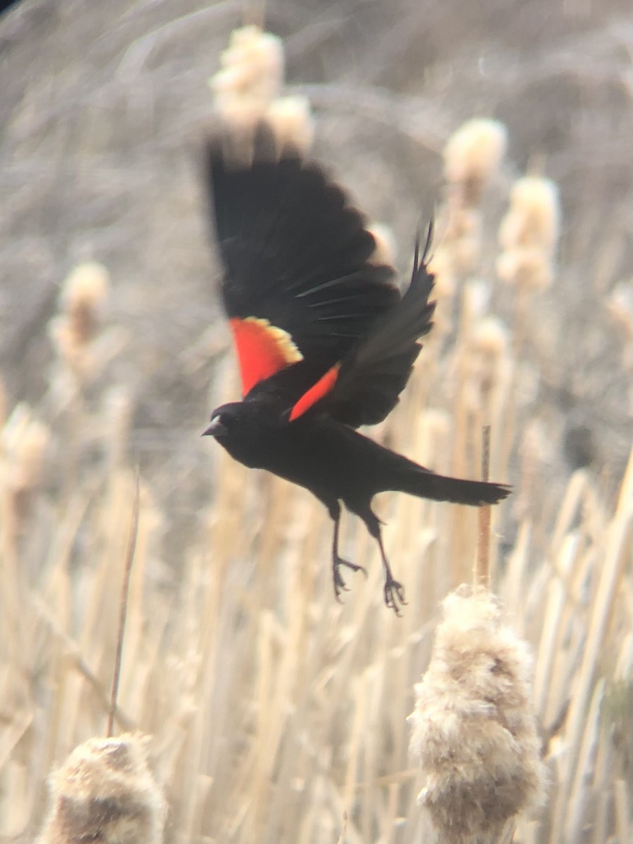 Red-winged Blackbird (Red-winged) - ML618730099