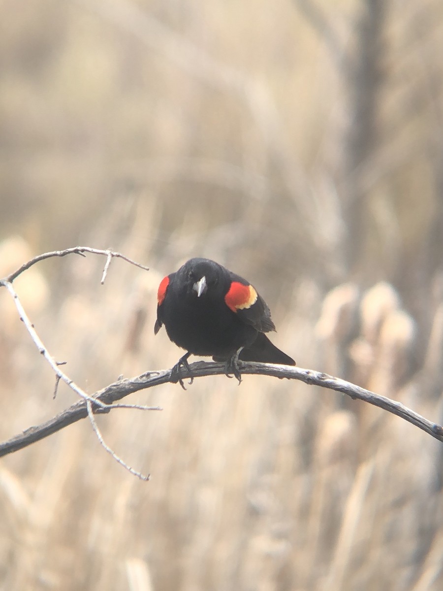 Red-winged Blackbird (Red-winged) - ML618730100