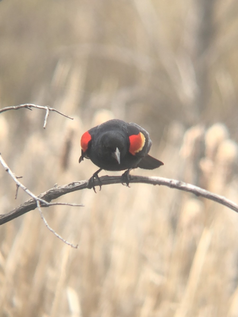 Red-winged Blackbird (Red-winged) - ML618730101