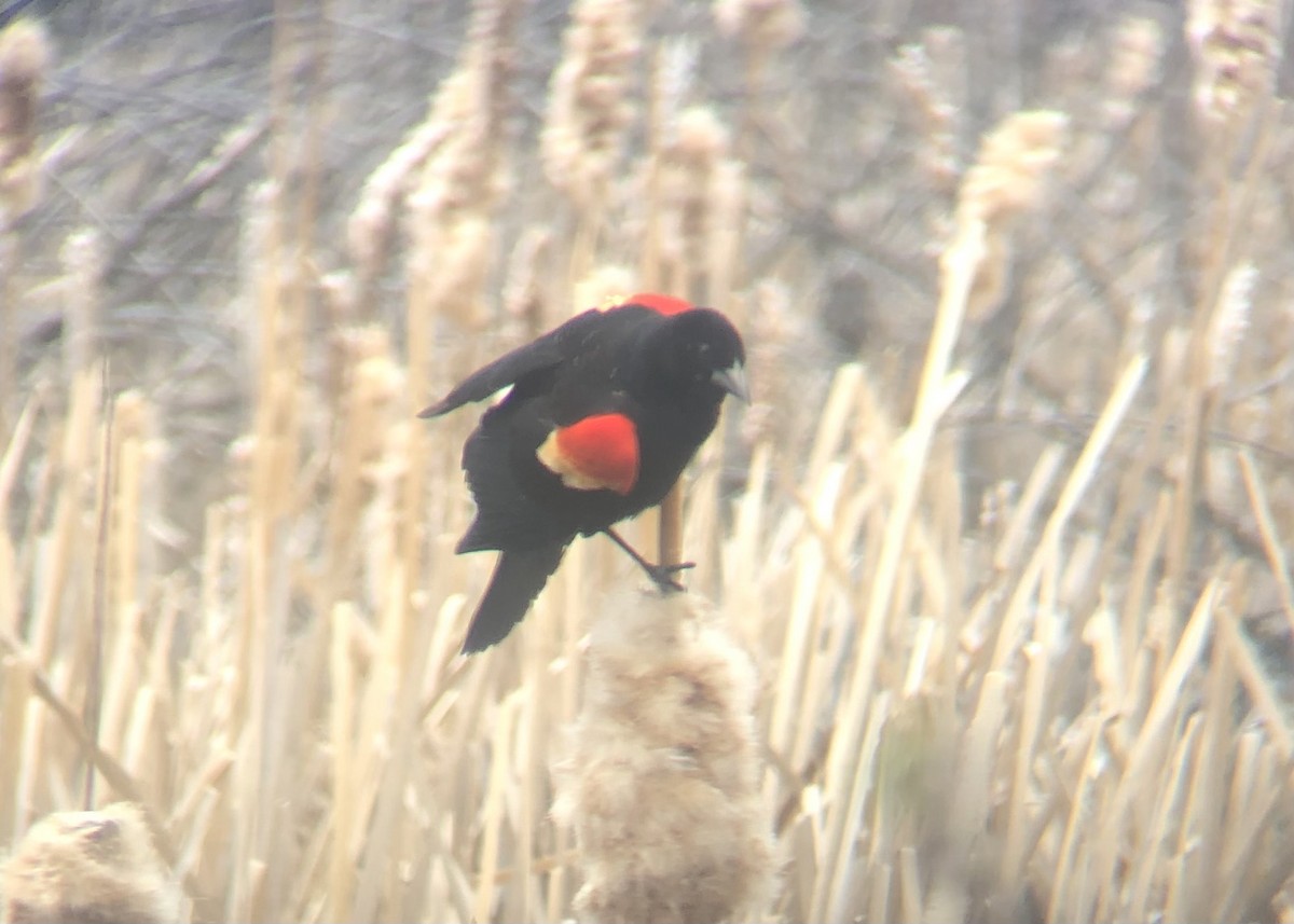 Red-winged Blackbird (Red-winged) - ML618730103