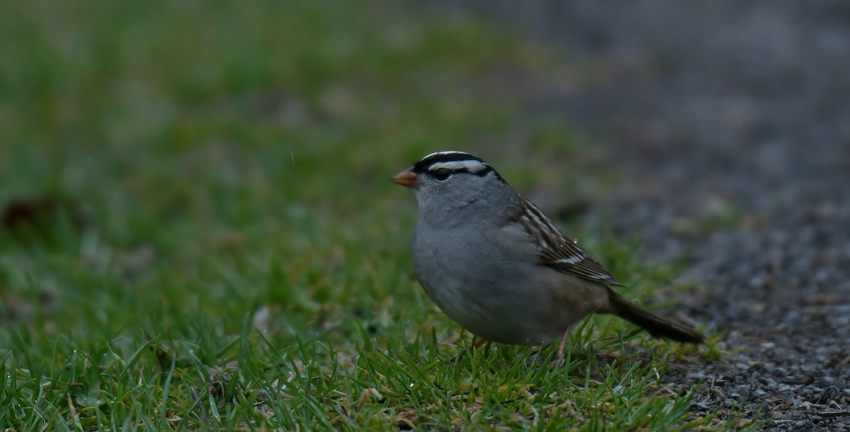 White-crowned Sparrow - ML618730113