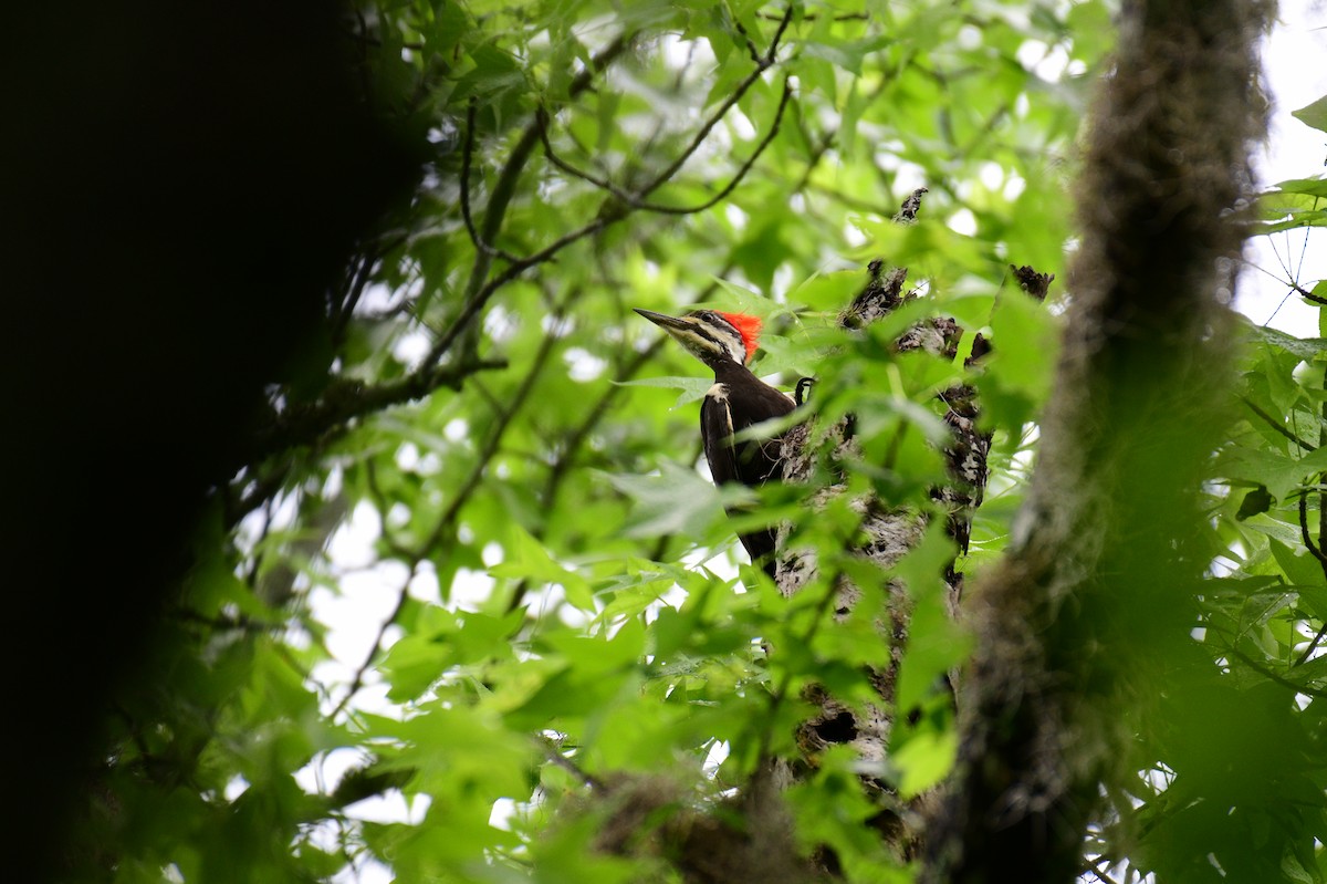 Pileated Woodpecker - ML618730120