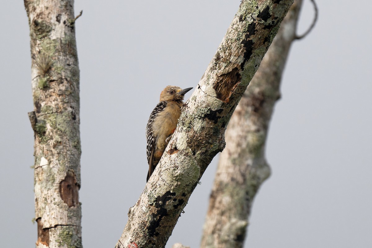 Red-crowned Woodpecker - ML618730121