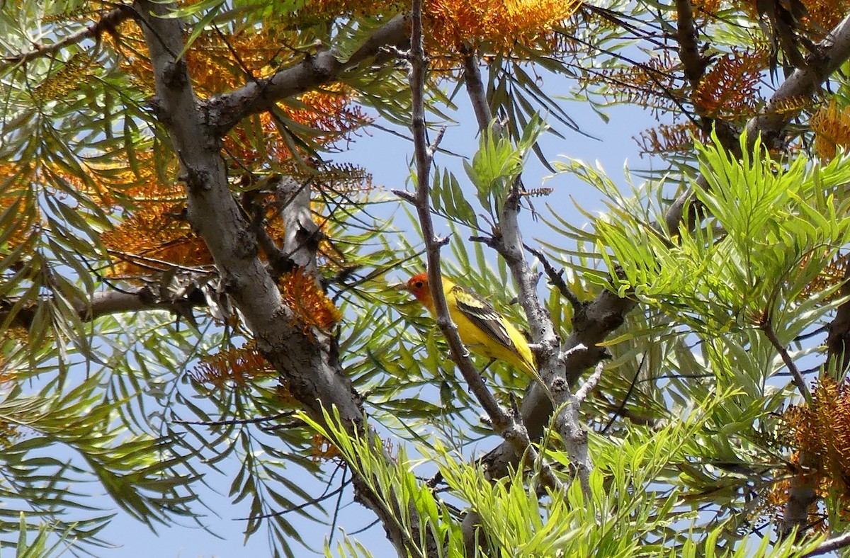 Western Tanager - ML618730126