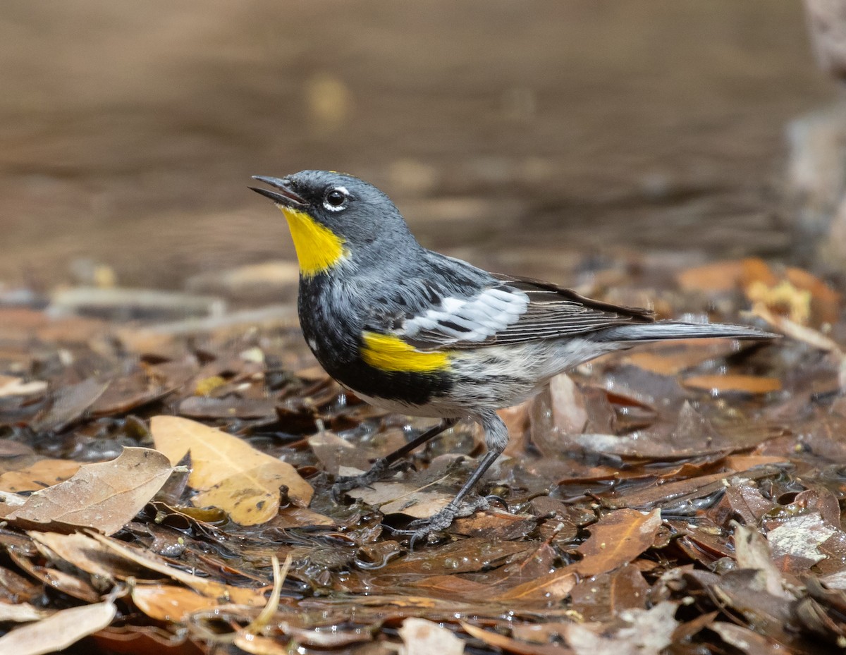 Yellow-rumped Warbler (Audubon's) - ML618730143