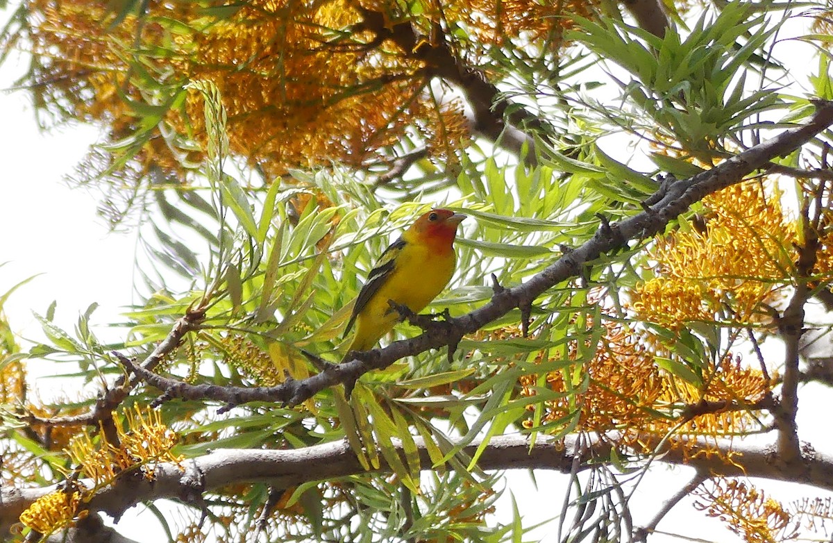 Western Tanager - ML618730144