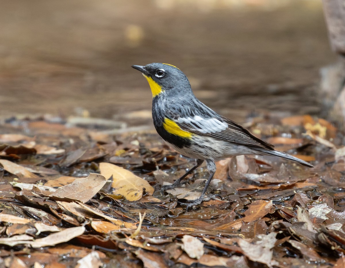 Yellow-rumped Warbler (Audubon's) - ML618730152